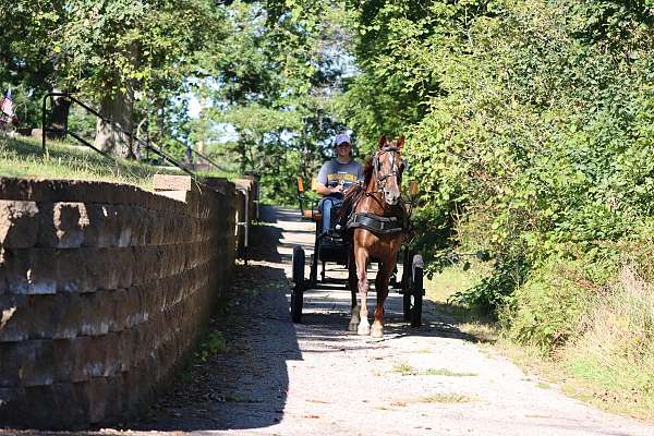 kid-safe-morgan-horse