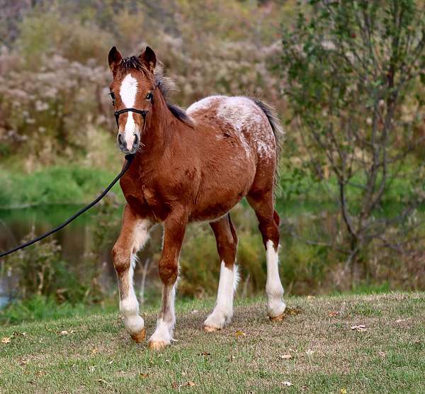 white-horse