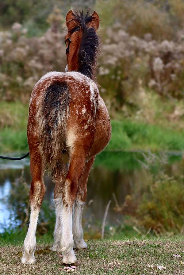 chestnut-white-horse