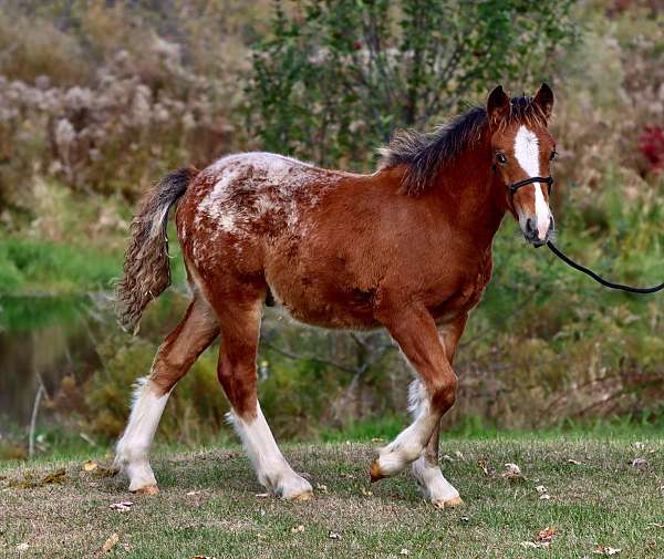 beginner-morgan-horse