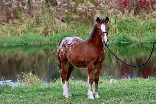 driving-morgan-horse