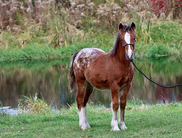 experienced-morgan-horse