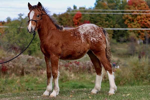 gaited-morgan-horse