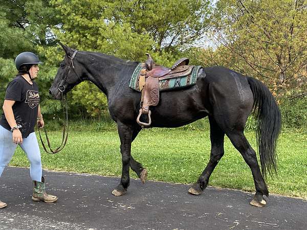 all-around-draft-horse