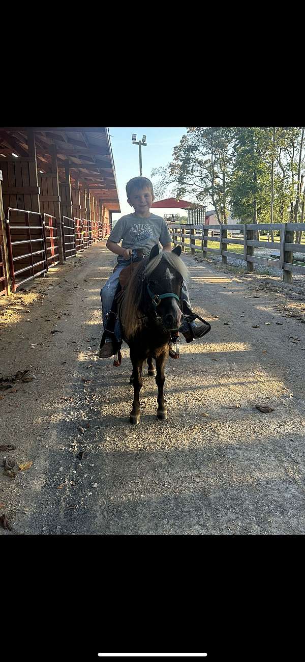 chocolate-palomino-driving-pony