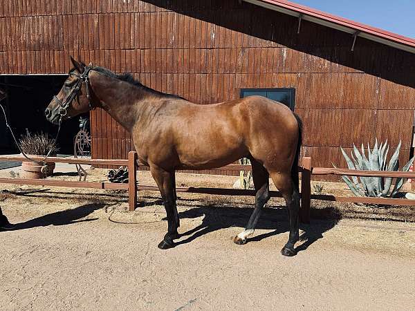 appendix-gelding