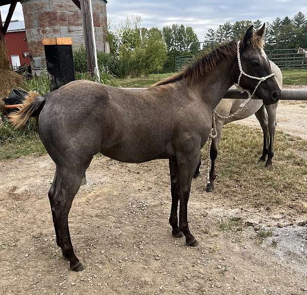 quarter-horse-filly