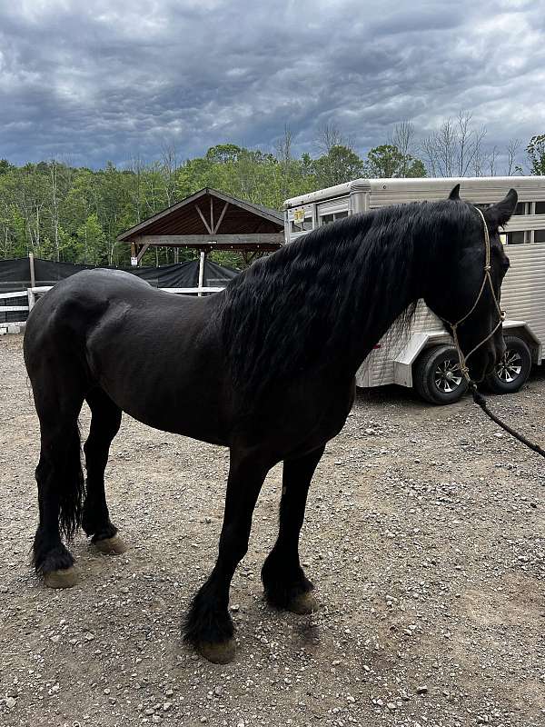 black-friesian-mare