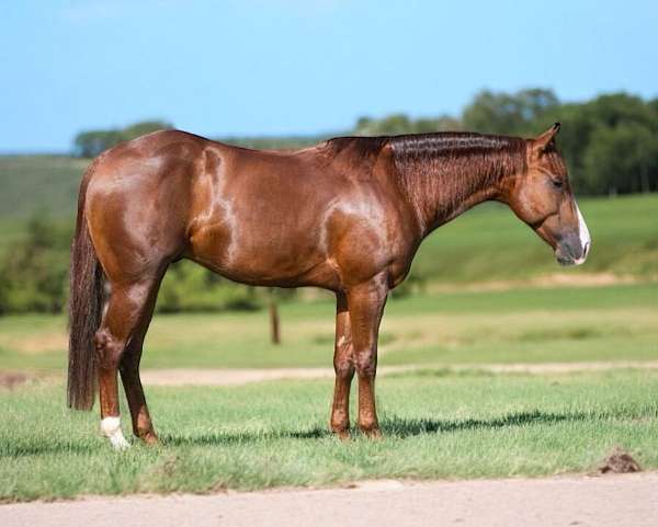 all-around-quarter-horse