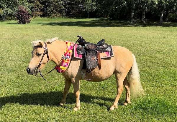 show-hack-shetland-pony