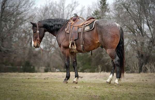 all-around-quarter-horse