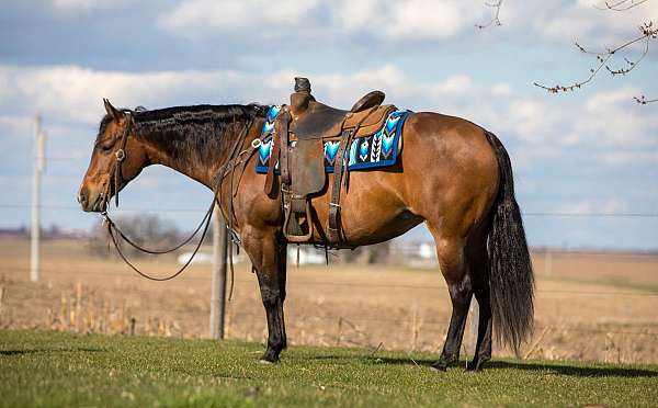 all-around-quarter-horse