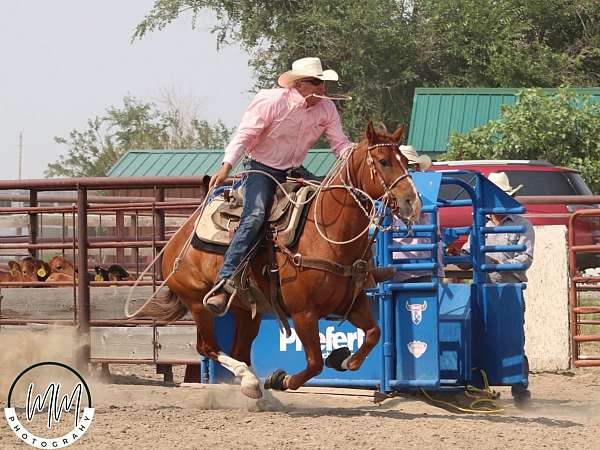 all-around-quarter-horse