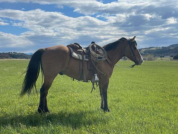 all-around-draft-horse