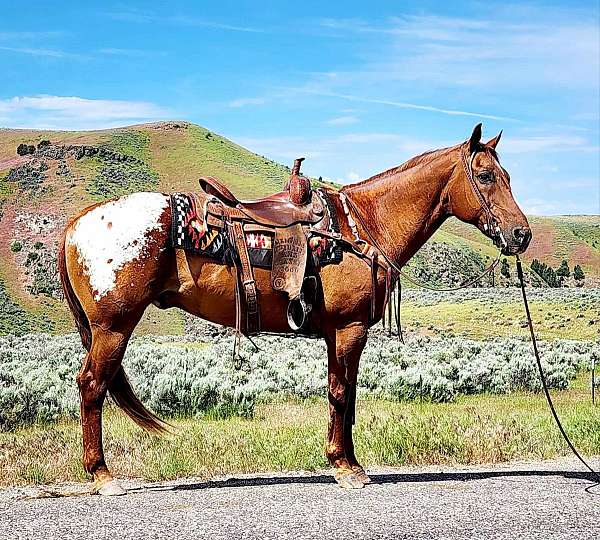 all-around-appaloosa-horse