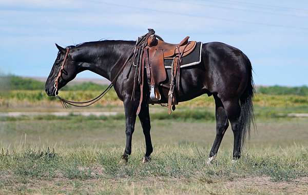 all-around-quarter-horse