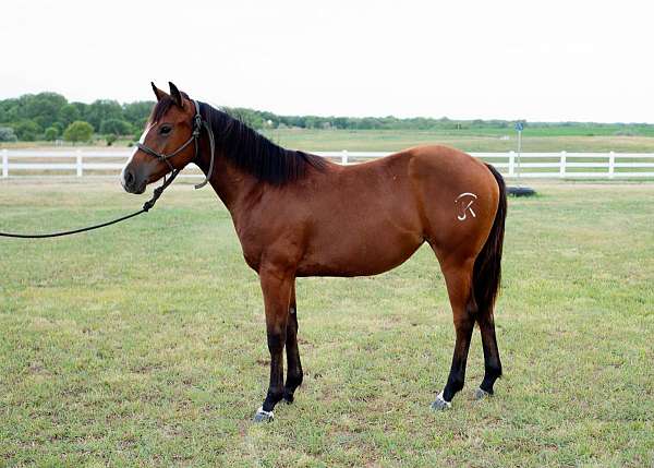 athletic-quarter-horse