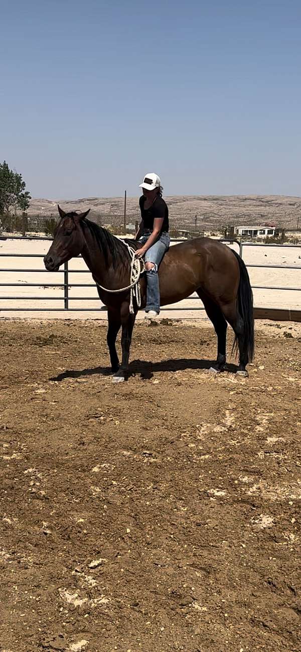 bay-roan-team-roping-pony