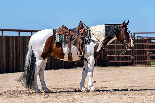 all-around-draft-horse