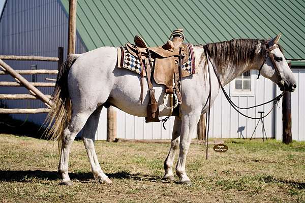 all-around-quarter-horse