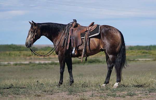 all-around-quarter-horse