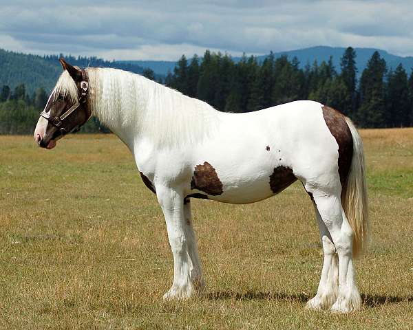 tobiano-wpcsa-filly