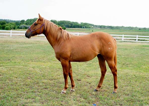 all-around-quarter-horse