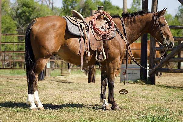 all-around-quarter-pony