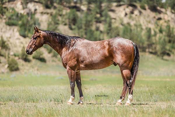 all-around-quarter-horse