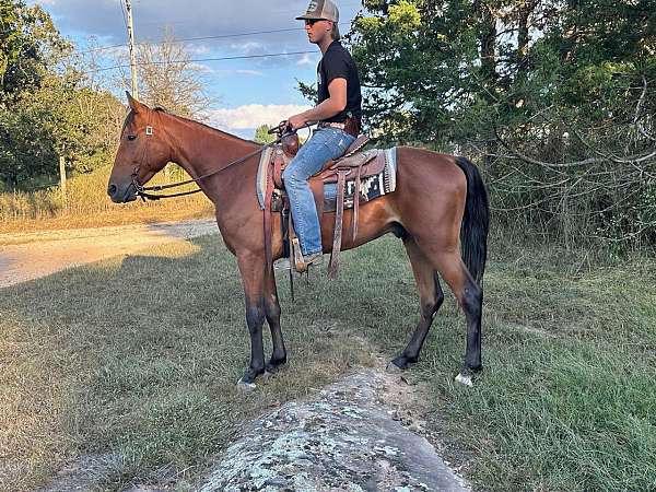 gaited-tennessee-walking-horse