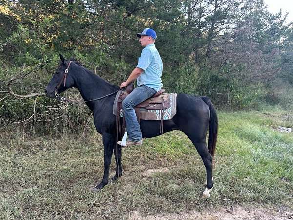 husband-safe-quarter-horse