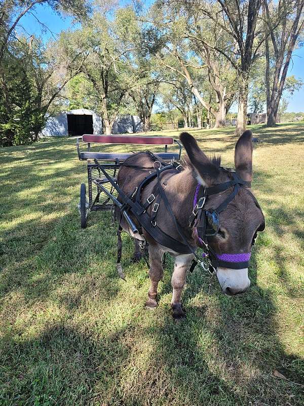 brown-driving-donkey