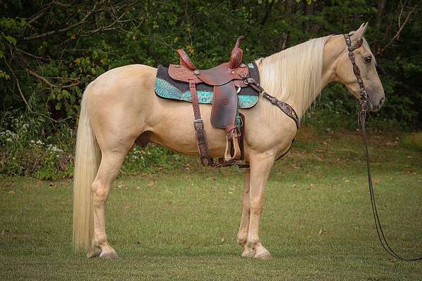 all-around-kentucky-mountain-horse