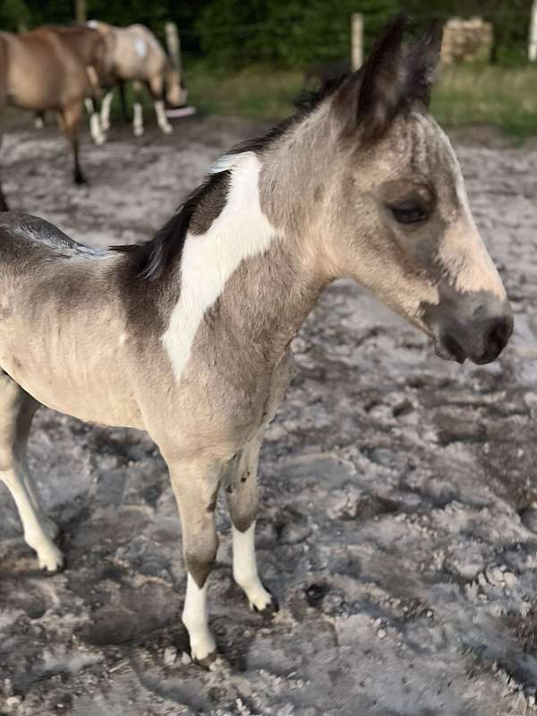 all-around-tennessee-walking-horse