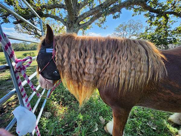 gypsy-vanner-horse