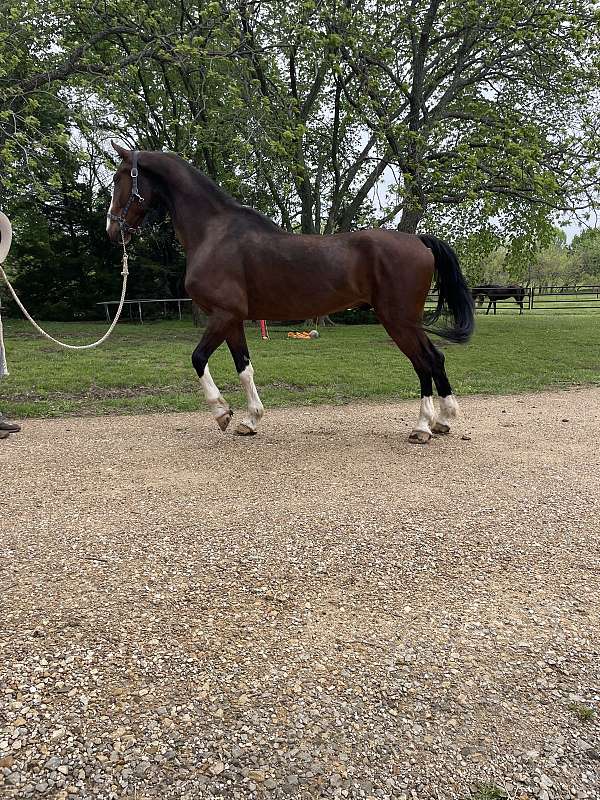 action-dutch-warmblood-horse