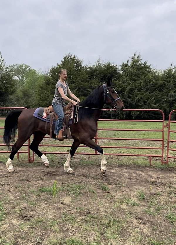 gait-dutch-warmblood-horse