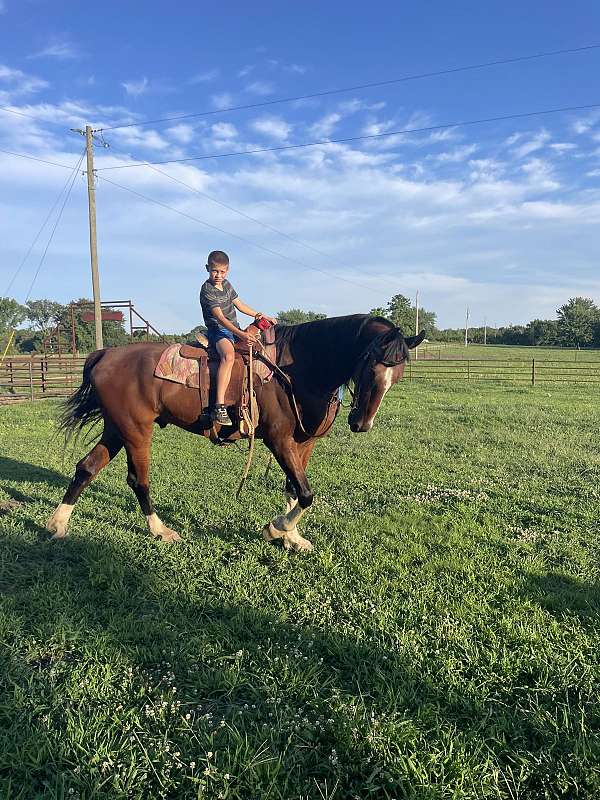 loving-disposition-dutch-warmblood-horse