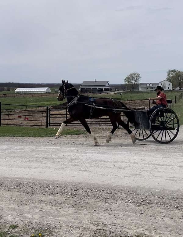 loving-home-dutch-warmblood-horse