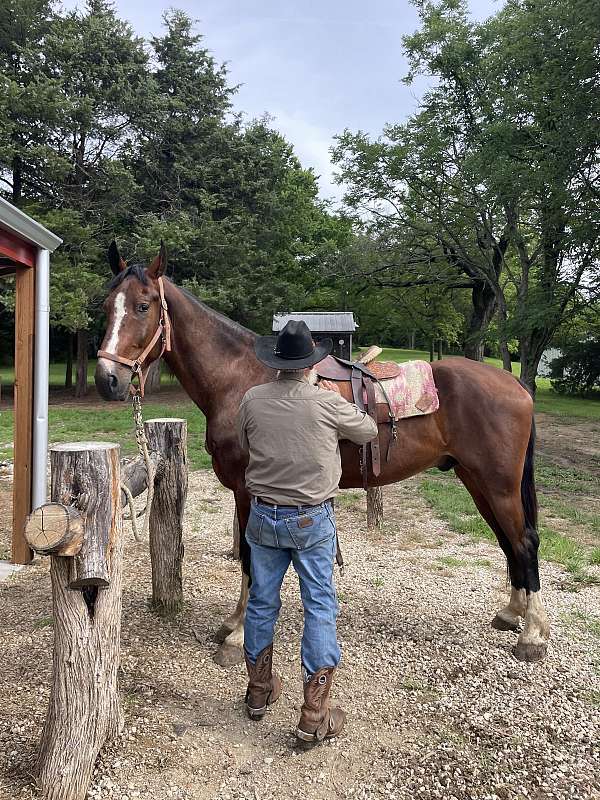 majestic-dutch-warmblood-horse