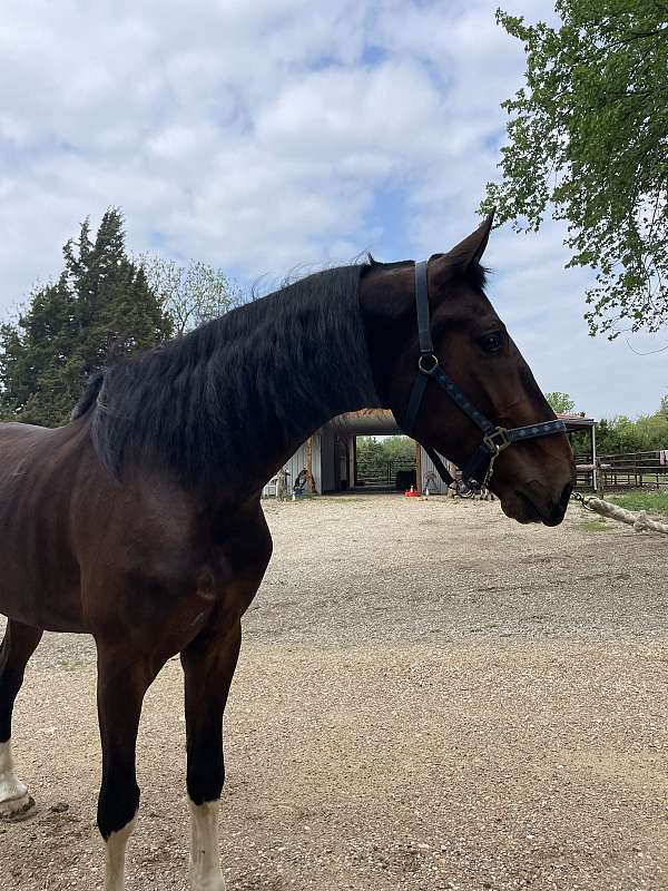 rare-dutch-warmblood-horse