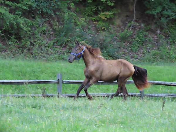 all-around-tennessee-walking-horse