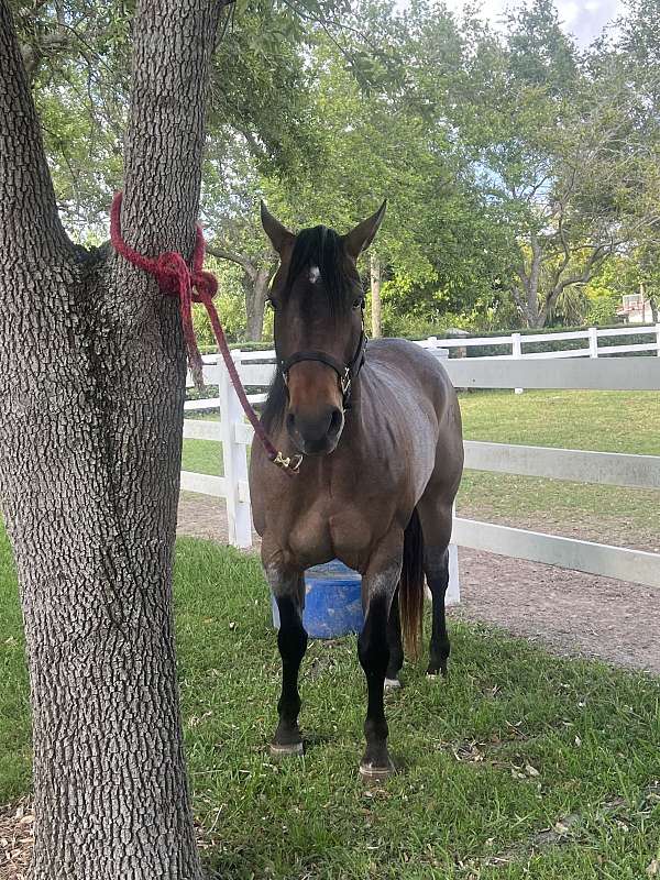 quarter-horse-gelding