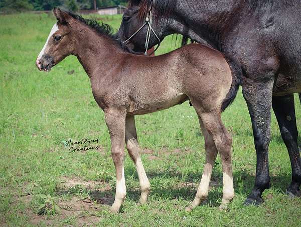 roan-apha-aqha-colt