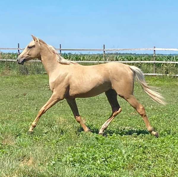 color-producer-trakehner-horse