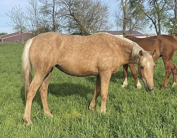 palomino-star-sock-pony