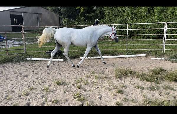 athletic-arabian-horse