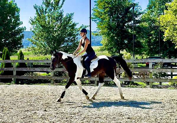 tobiano-see-pics-horse