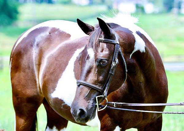 trail-paint-horse