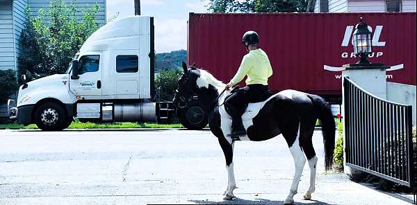 husband-safe-paint-horse